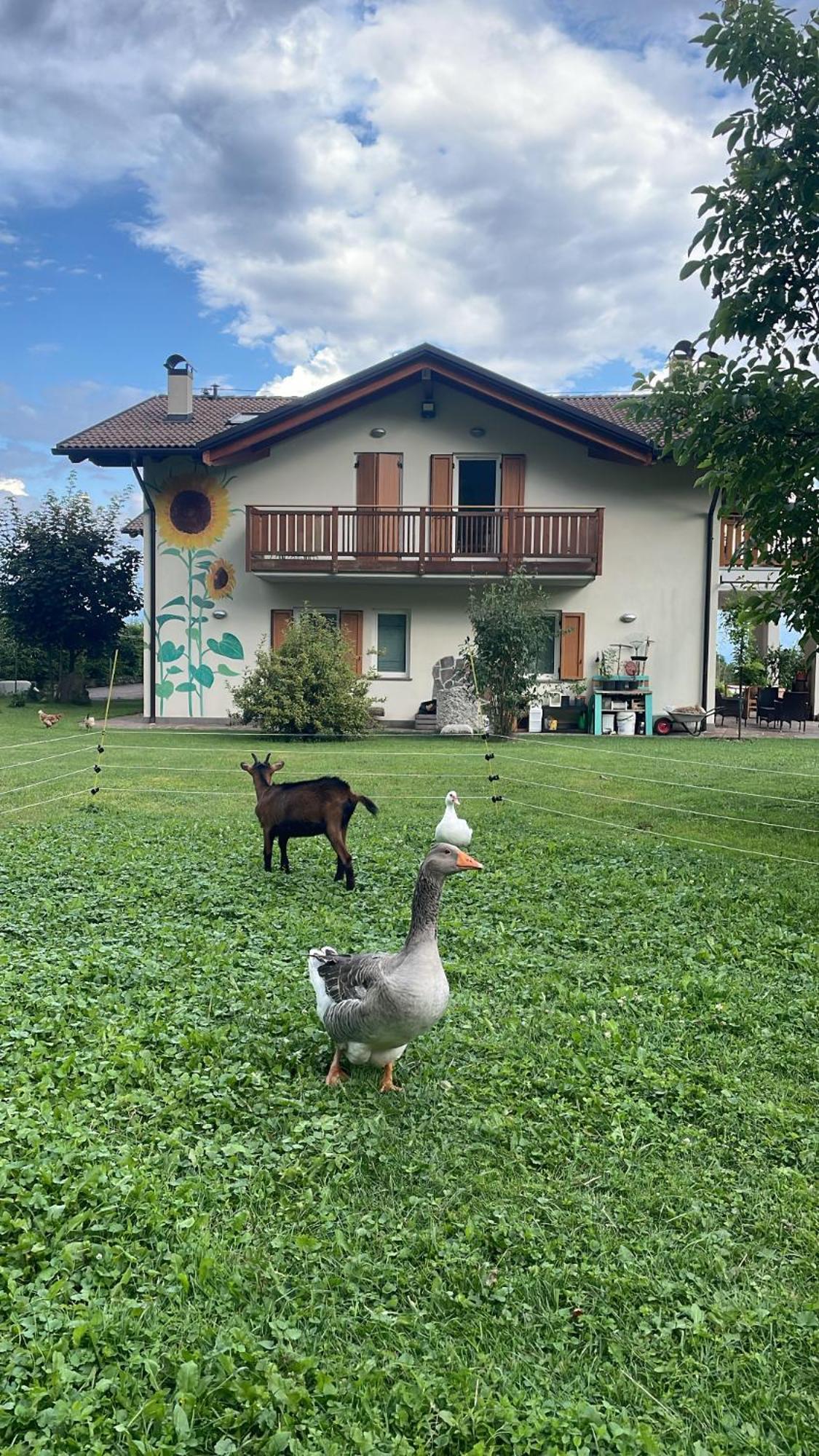 Alloggio per agriturismo Girasole